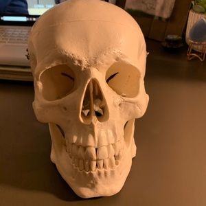 Anatomy skull model